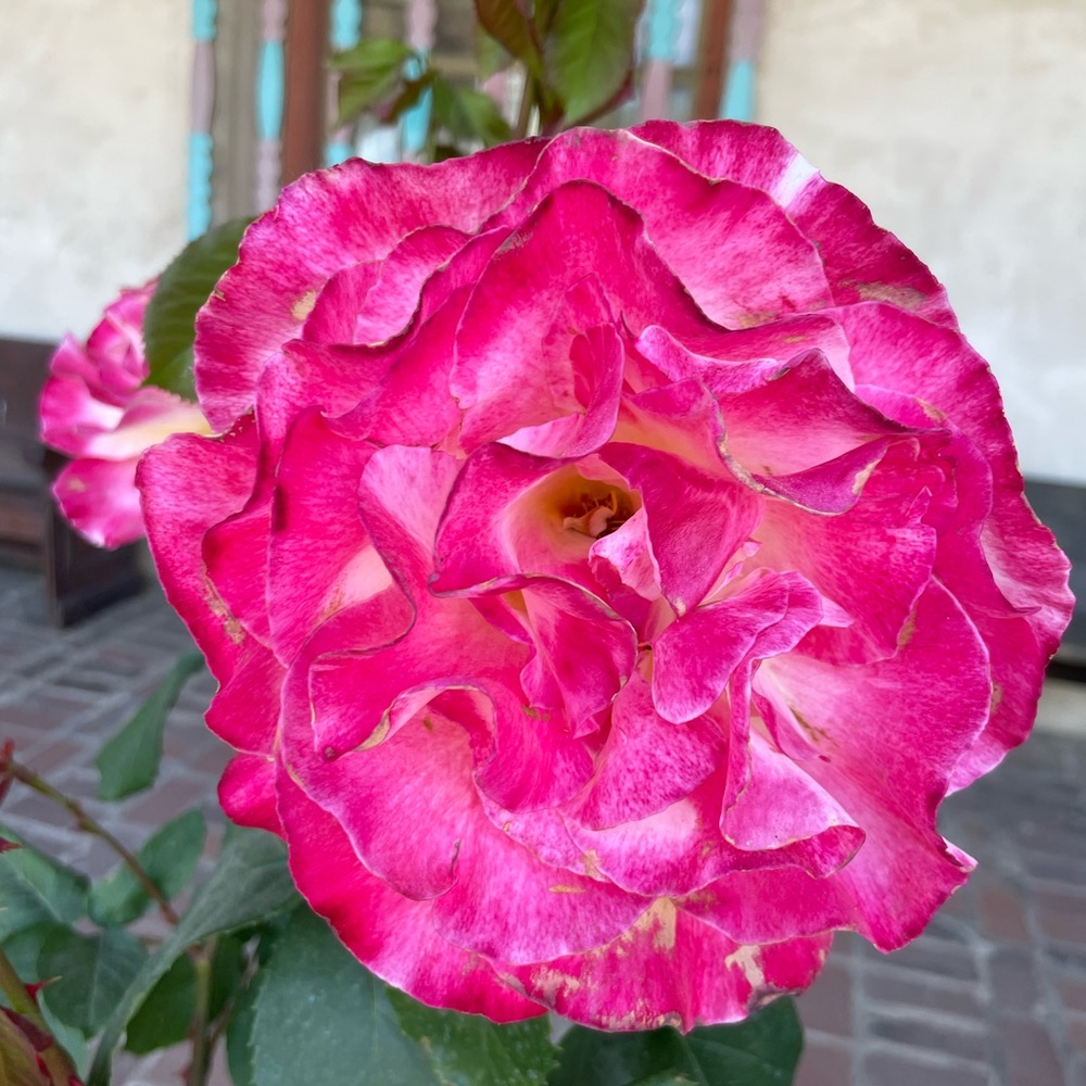 Meet your Posher, Alison